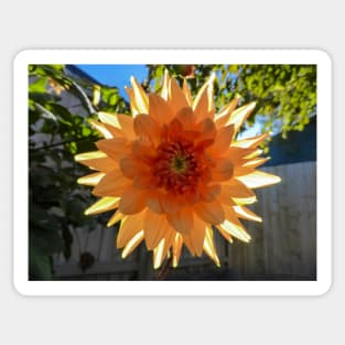 A Back-lit Orange Dahlia Sticker